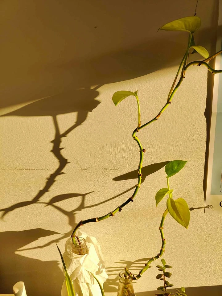 Spider Plant, Jade Plant, and Pothos Cutting - photo 3