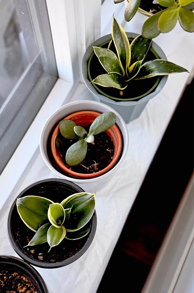 3 plants