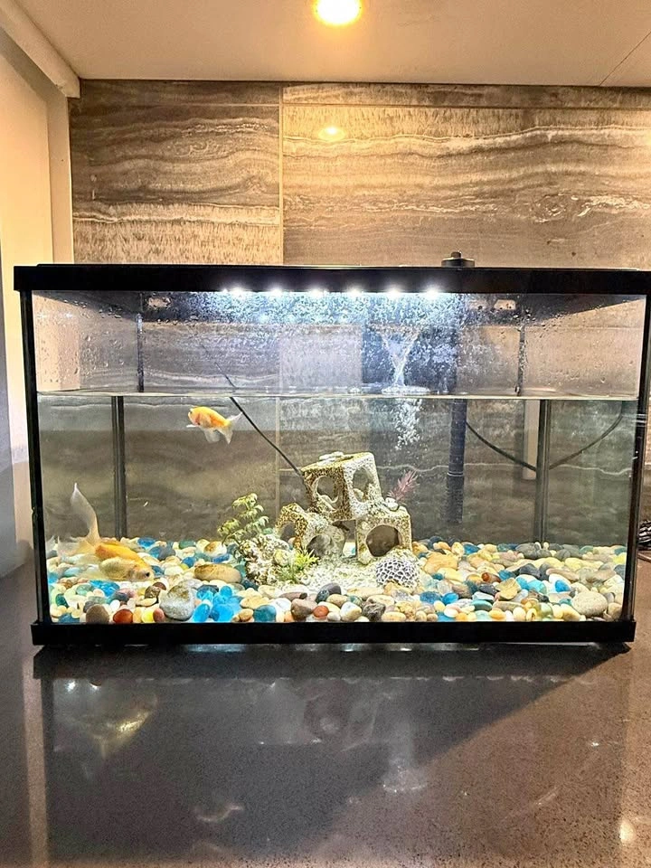 Fish Aquarium