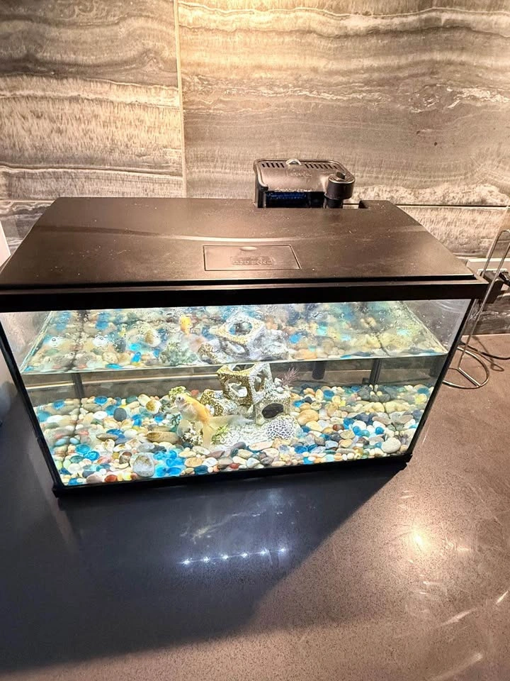 Fish Aquarium - photo 3