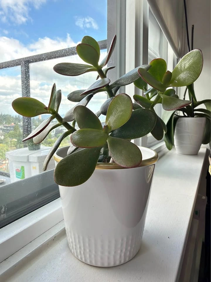 Crassula Ovata