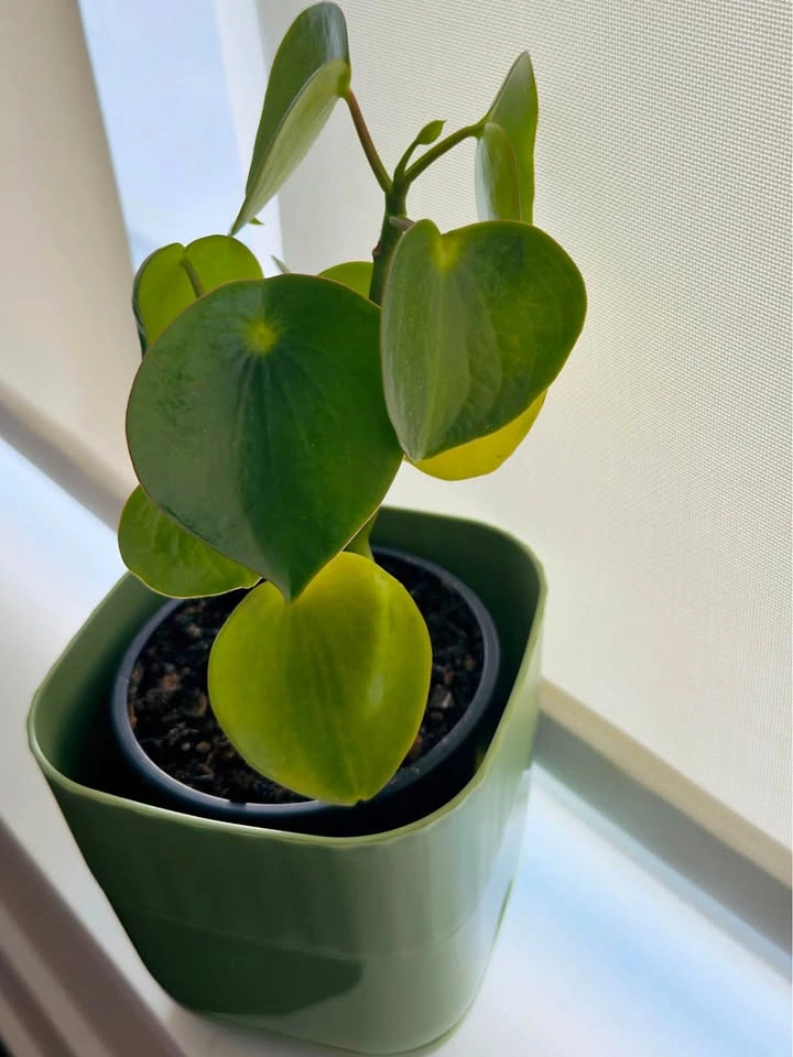 Raindrop Peperomia
