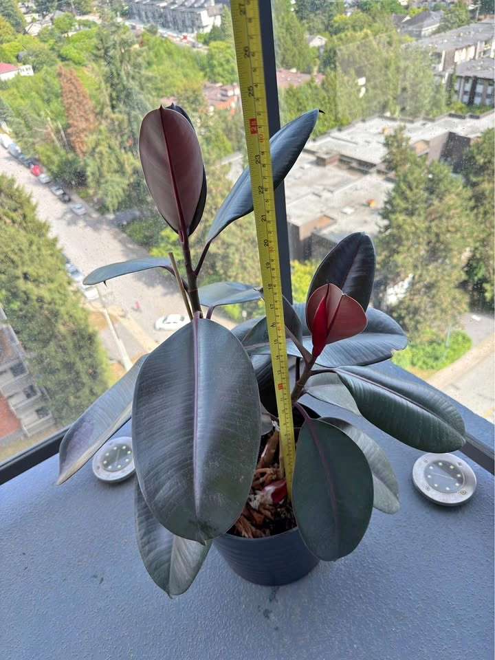 Rubber plant