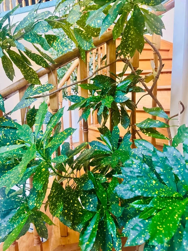 Over 6 Feet Indoor Plant With Large Planter
