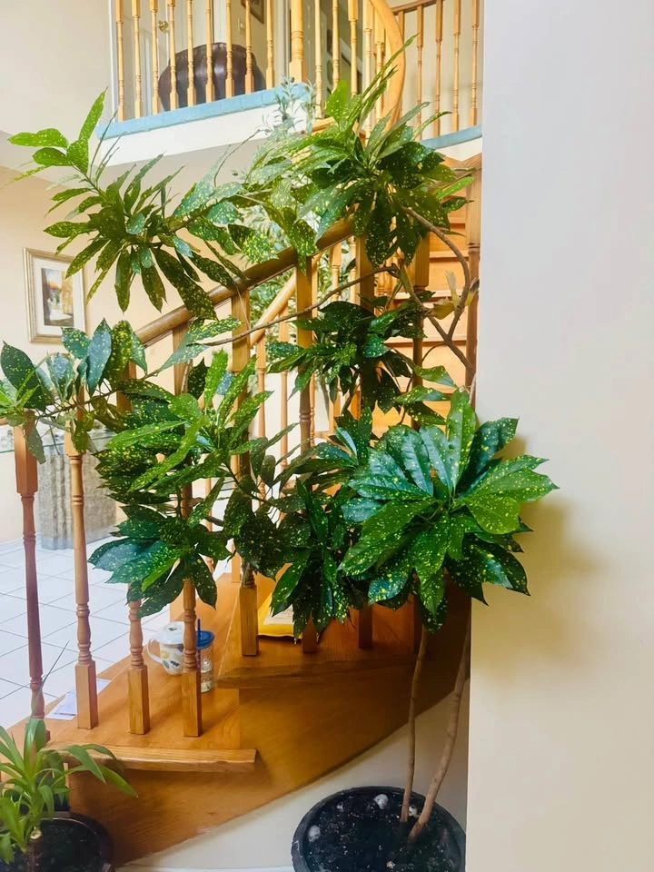 Over 6 Feet Indoor Plant With Large Planter - photo 2