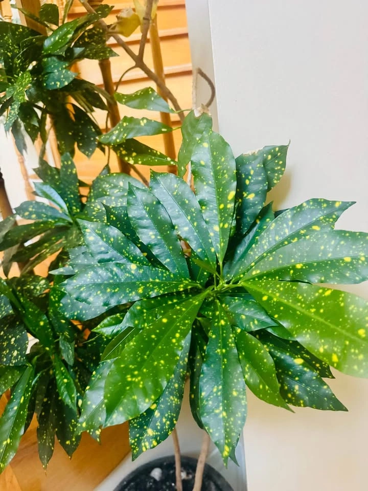 Over 6 Feet Indoor Plant With Large Planter - photo 3
