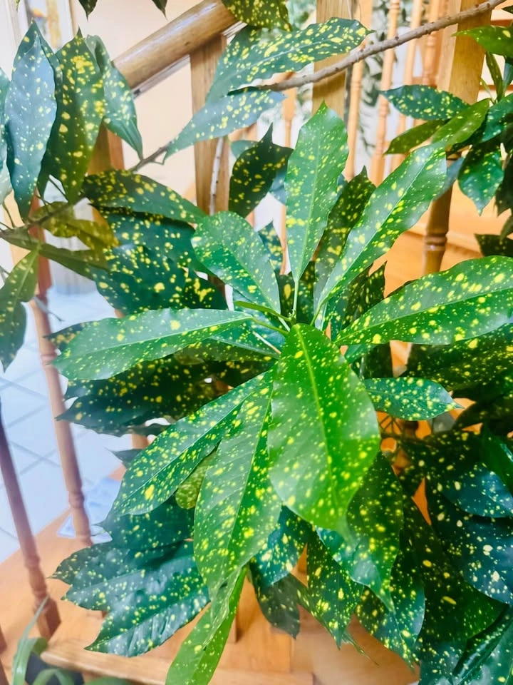 Over 6 Feet Indoor Plant With Large Planter - photo 4