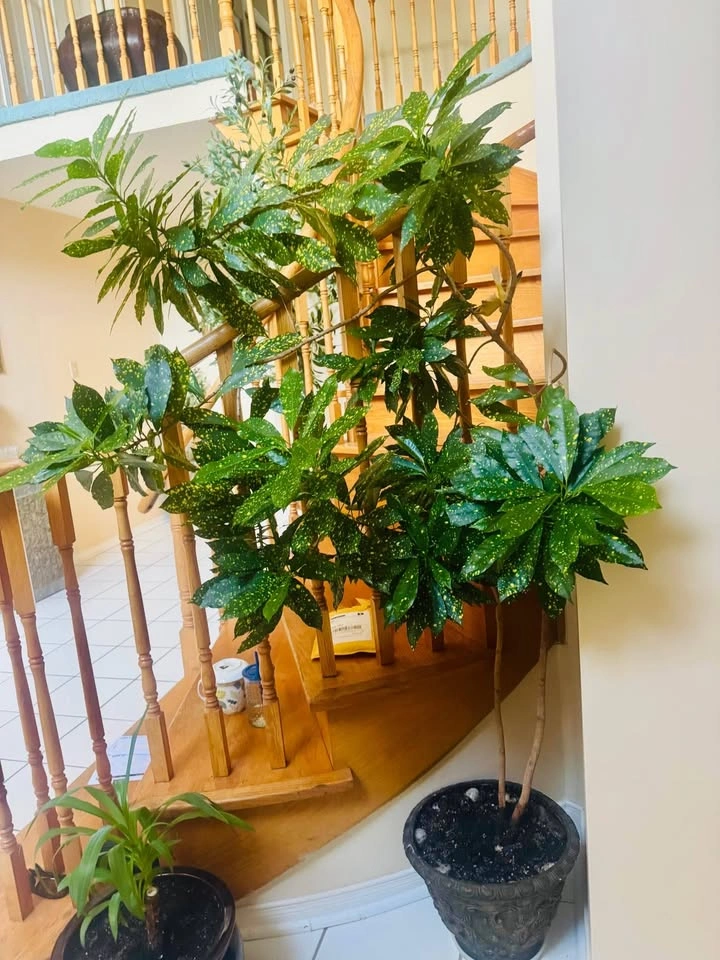 Over 6 Feet Indoor Plant With Large Planter - photo 5