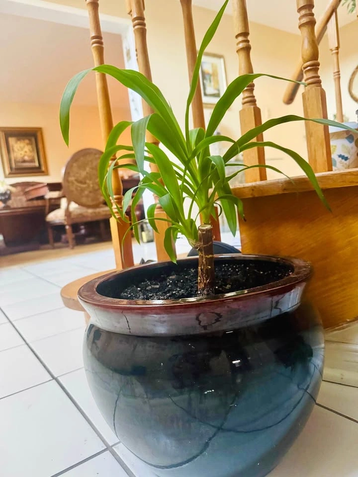 Healthy Indoor Plant with Large Planter