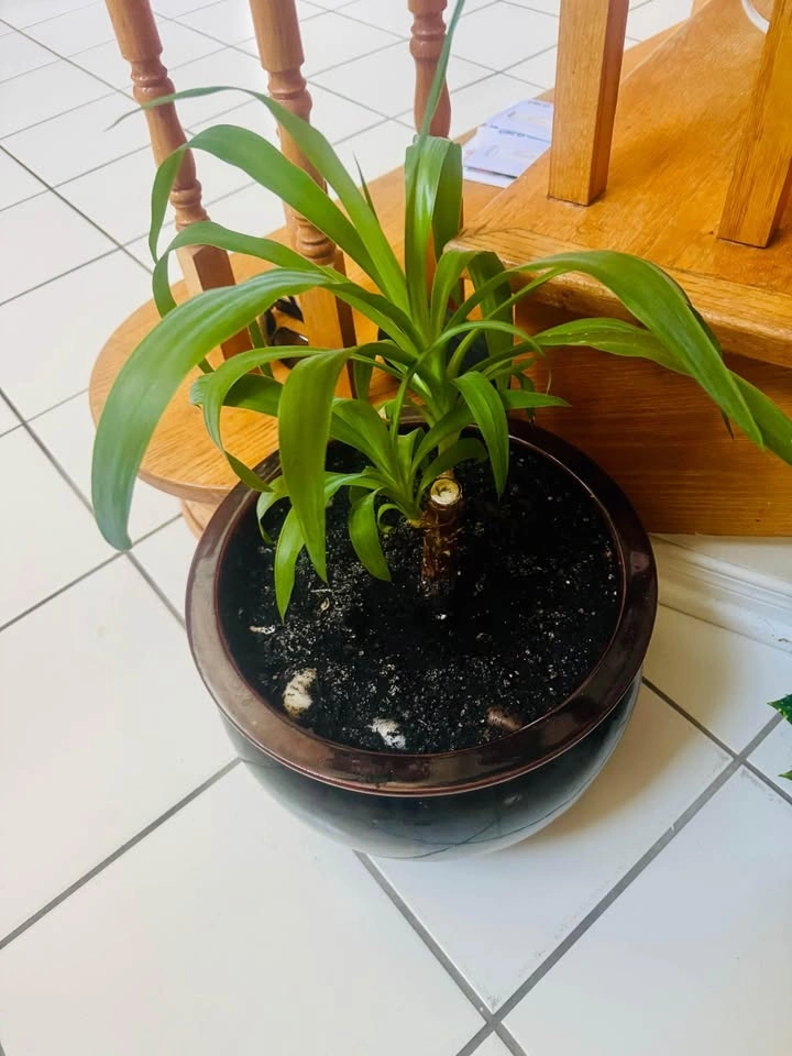 Healthy Indoor Plant with Large Planter - photo 2