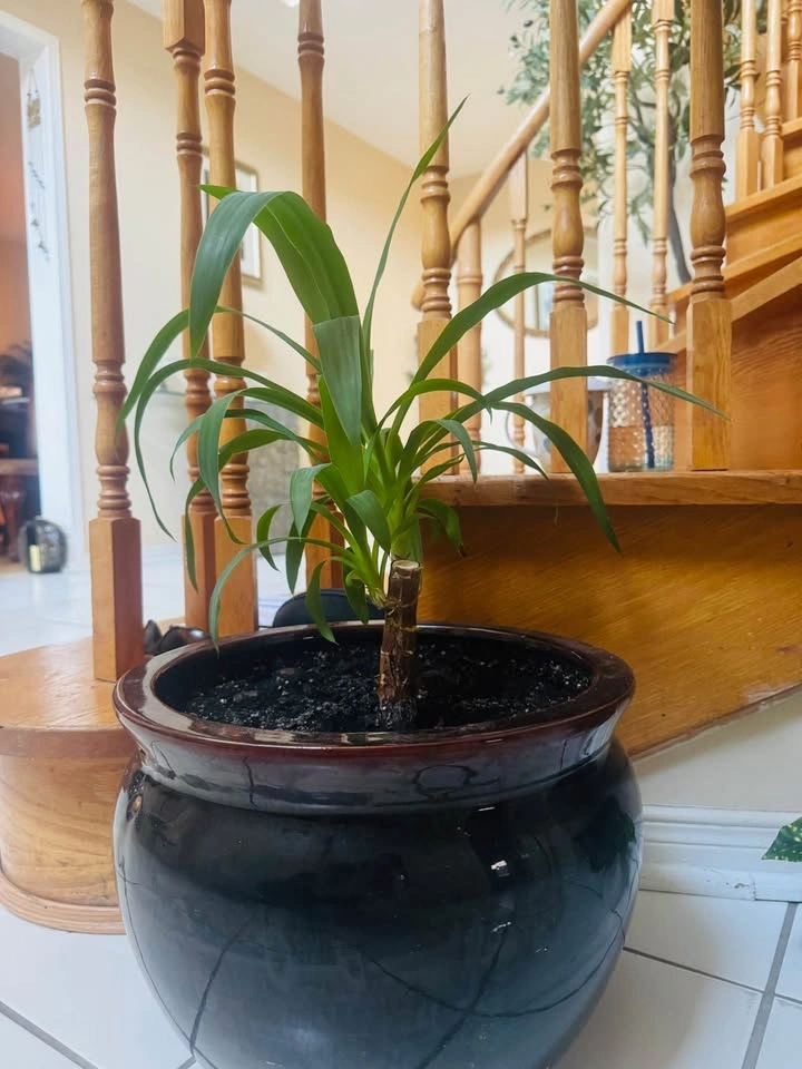Healthy Indoor Plant with Large Planter - photo 3