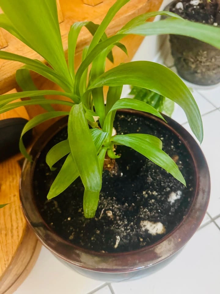 Healthy Indoor Plant with Large Planter - photo 4