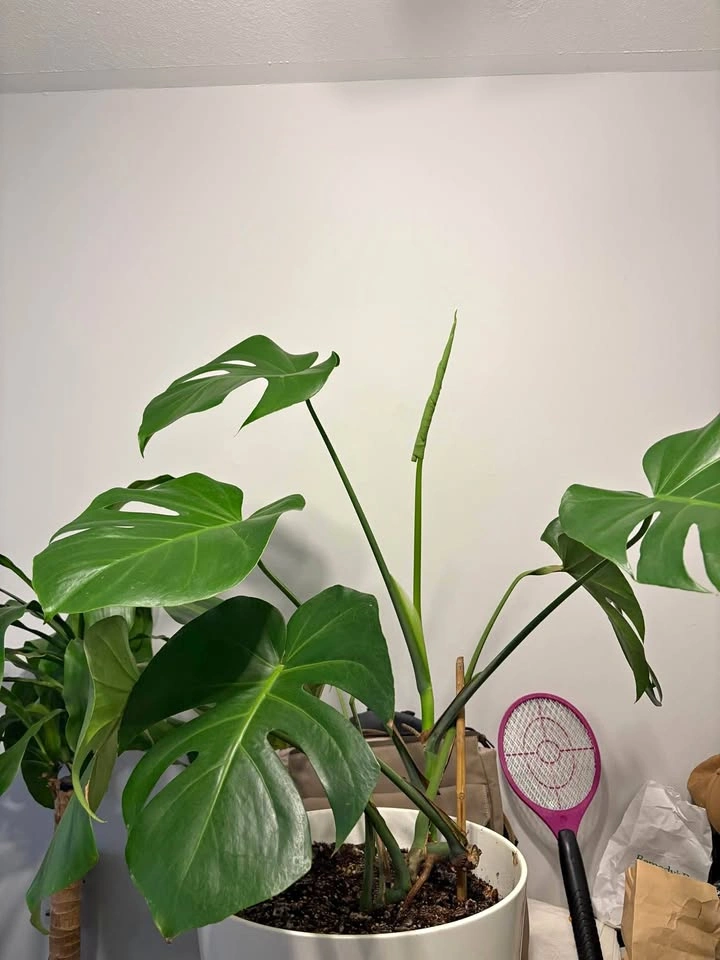 2 Large Monstera Plants