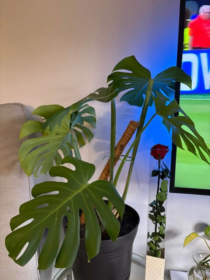 2 Large Monstera Plants - photo 2