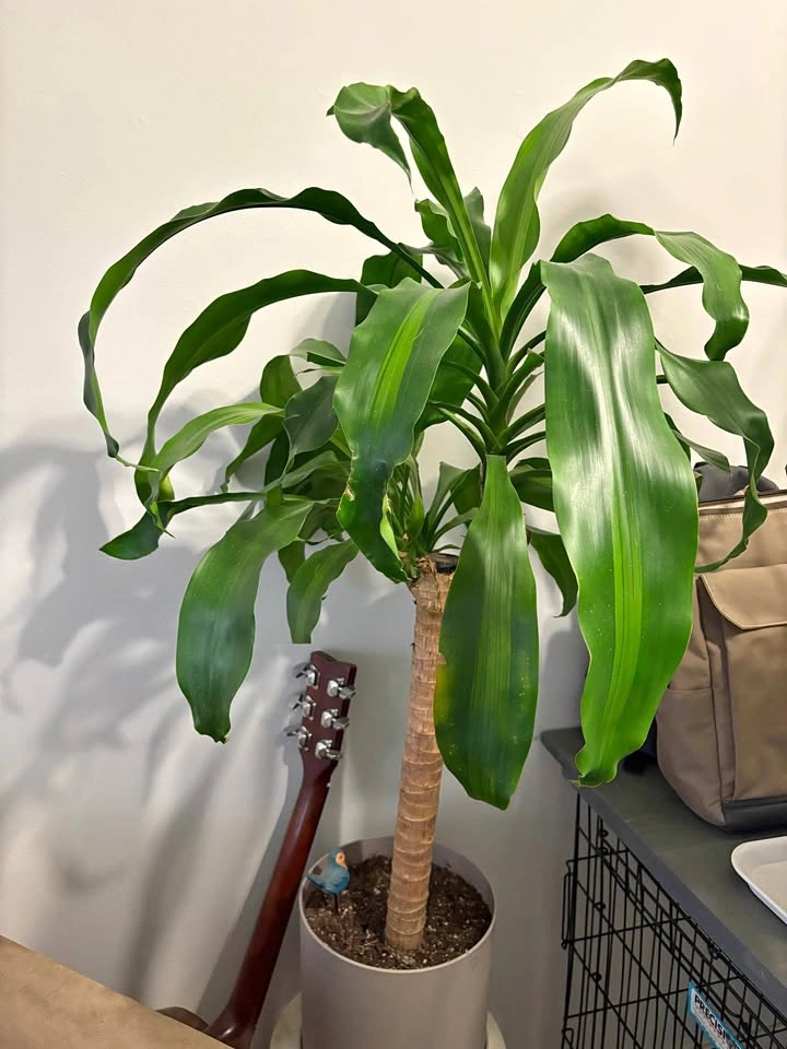 Corn plant