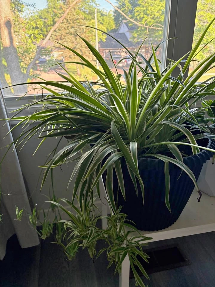 Large spider plant with a lot of babies