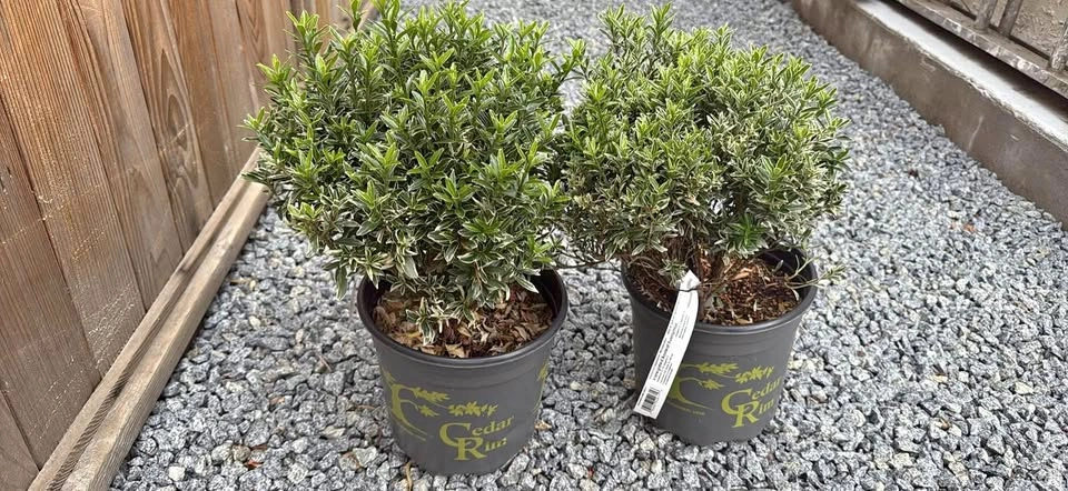 Plant evergreen Boxleaf boxwood Euonymus