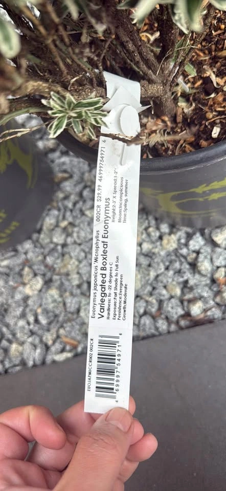 Plant evergreen Boxleaf boxwood Euonymus - photo 2