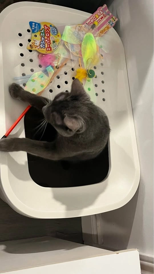 (move-out sale) Savic Hop In Top Entry Litter Tray - photo 4