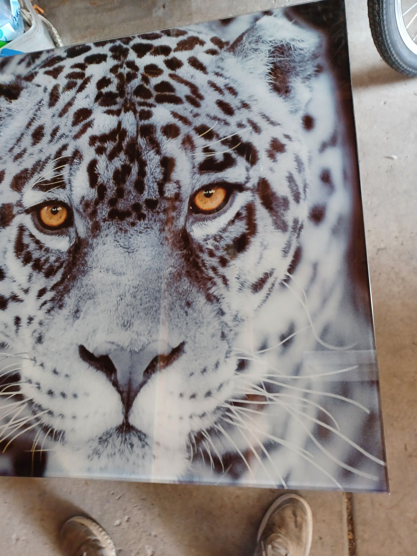 Majestic glass leopard print 24x23 nice solid wall art - photo 3