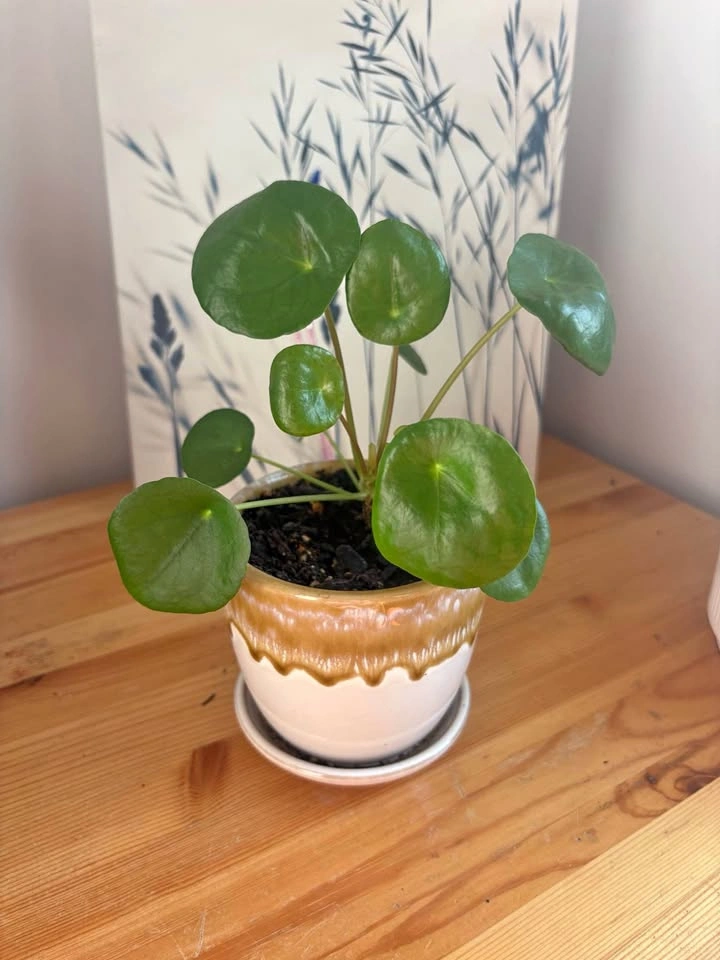 Chinese Money Plant (Pilea peperomioides)