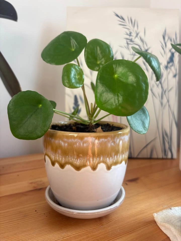 Chinese Money Plant (Pilea peperomioides) - photo 2