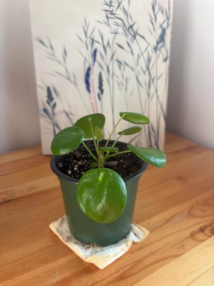 Chinese Money Plant (Pilea peperomioides) - photo 3