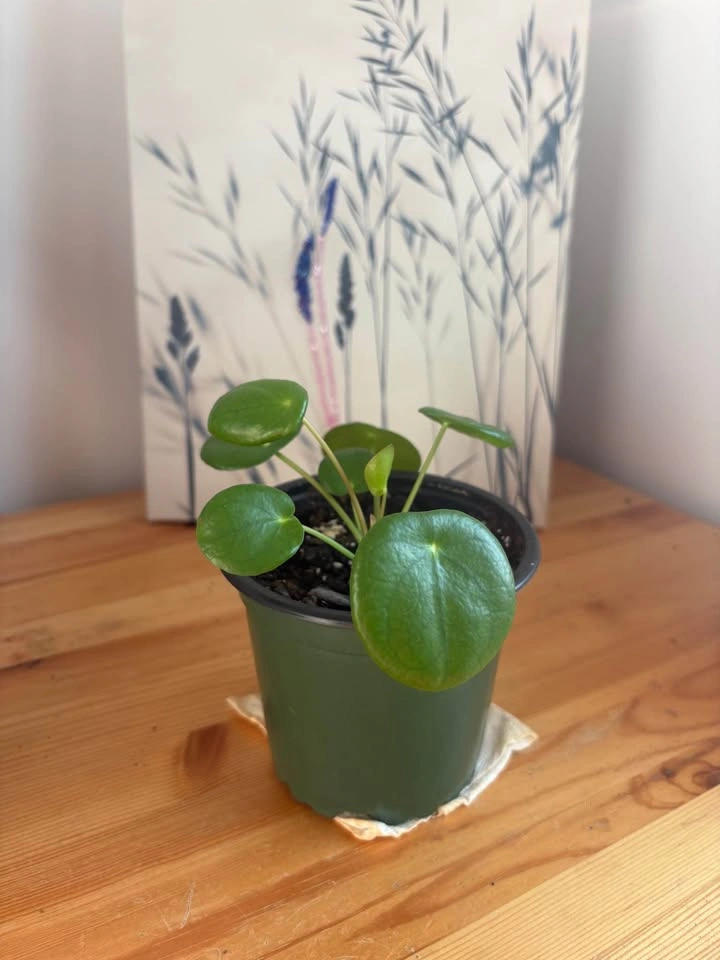 Chinese Money Plant (Pilea peperomioides) - photo 4