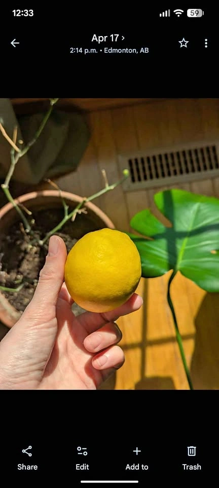 Lemon & Lime tree