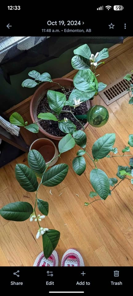 Lemon & Lime tree - photo 2