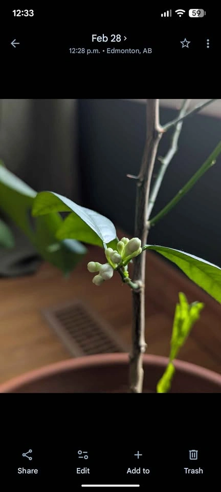 Lemon & Lime tree - photo 3