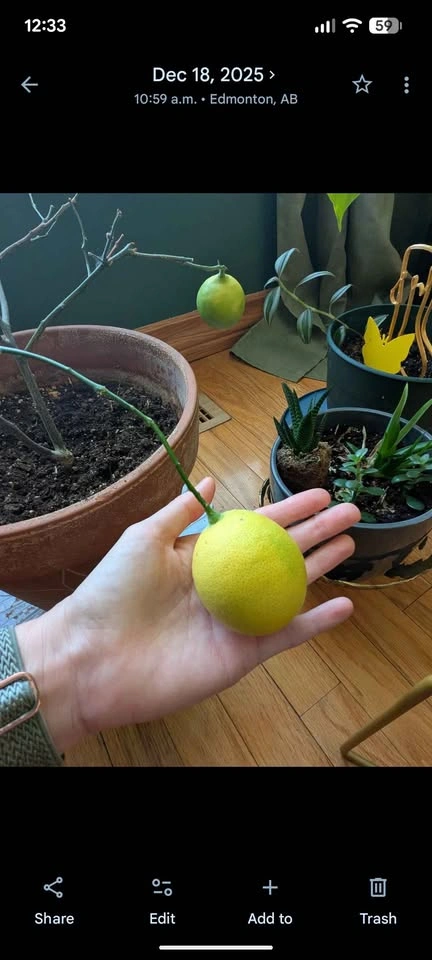 Lemon & Lime tree - photo 4