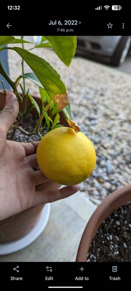Lemon & Lime tree - photo 5