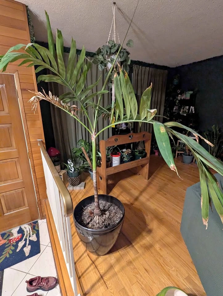 Adonidia palm tree / plant