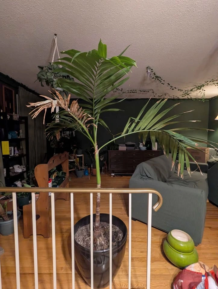 Adonidia palm tree / plant - photo 2