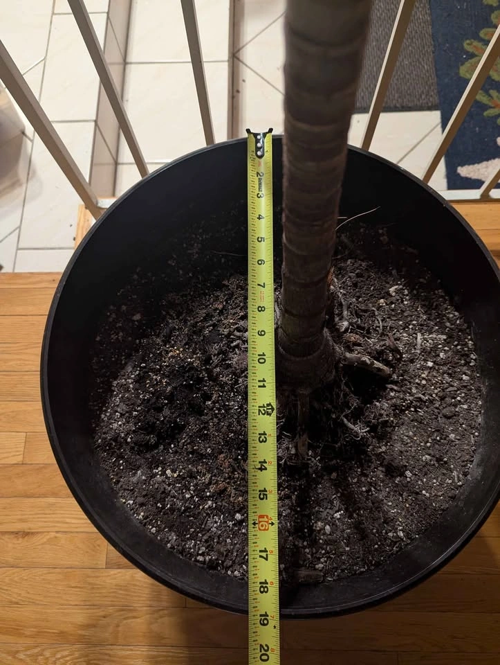 Adonidia palm tree / plant - photo 3
