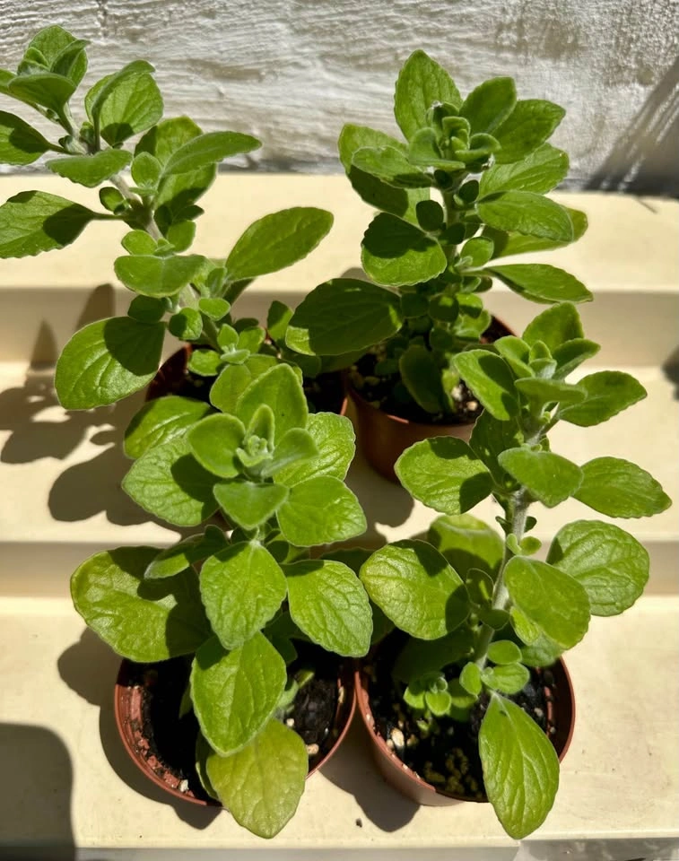 Vicks Succulent Plant (Plectranthus tomentosa)