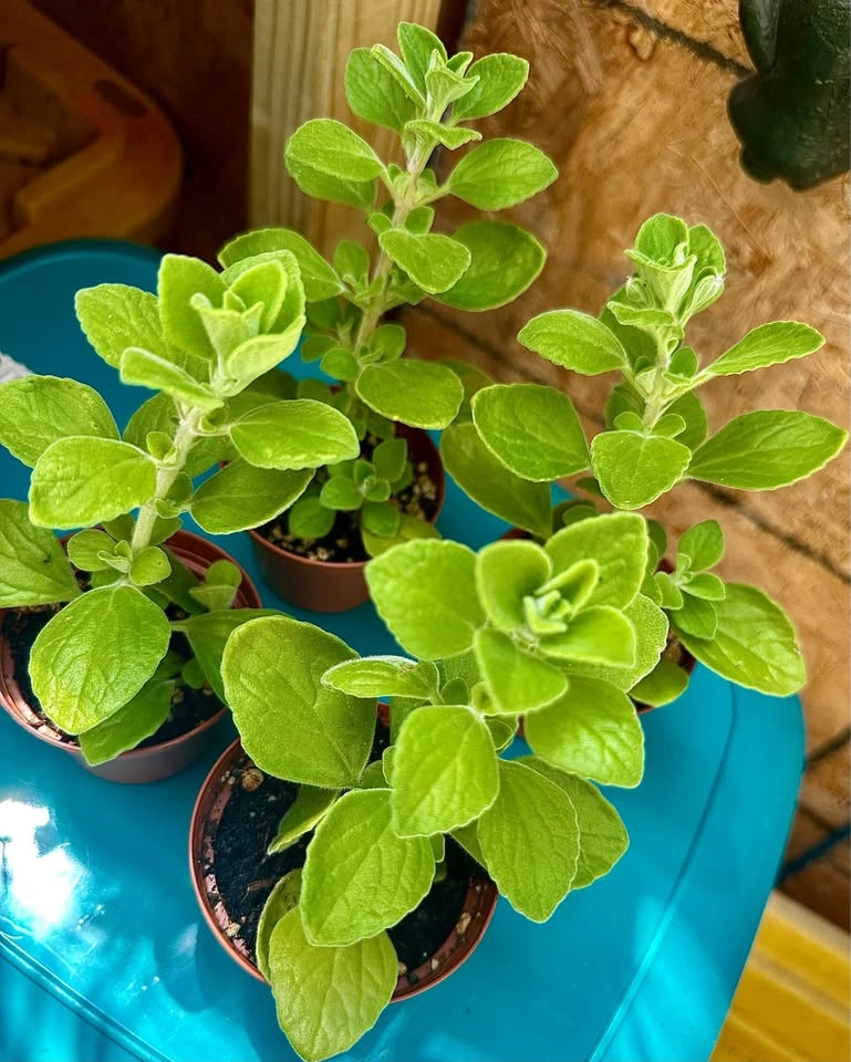 Vicks Succulent Plant (Plectranthus tomentosa) - photo 2
