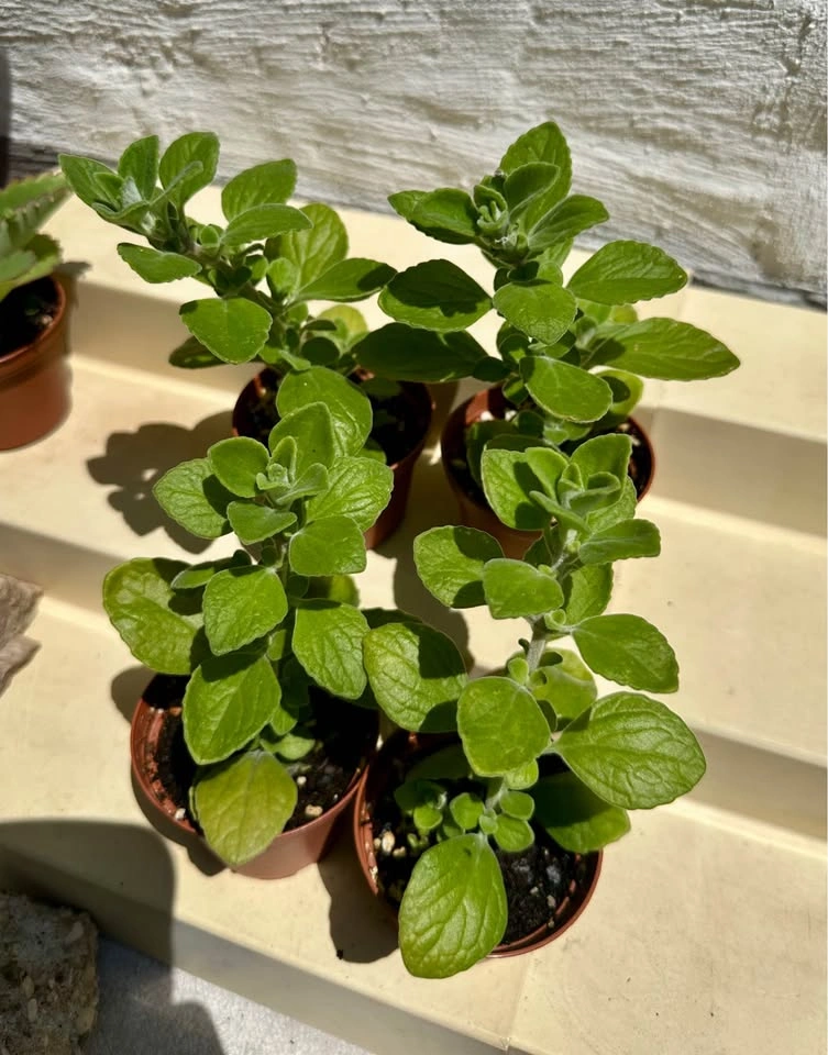 Vicks Succulent Plant (Plectranthus tomentosa) - photo 3