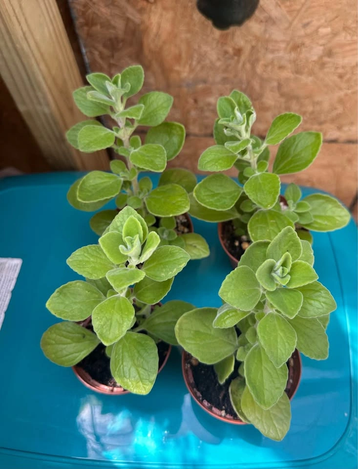 Vicks Succulent Plant (Plectranthus tomentosa) - photo 4