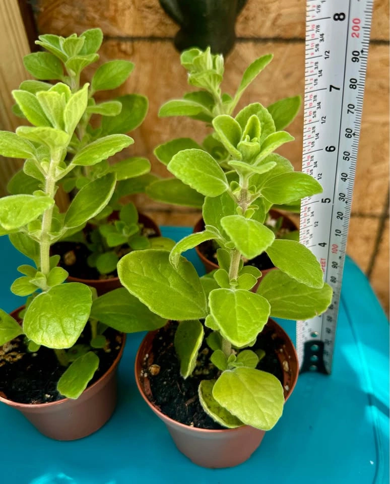 Vicks Succulent Plant (Plectranthus tomentosa) - photo 5