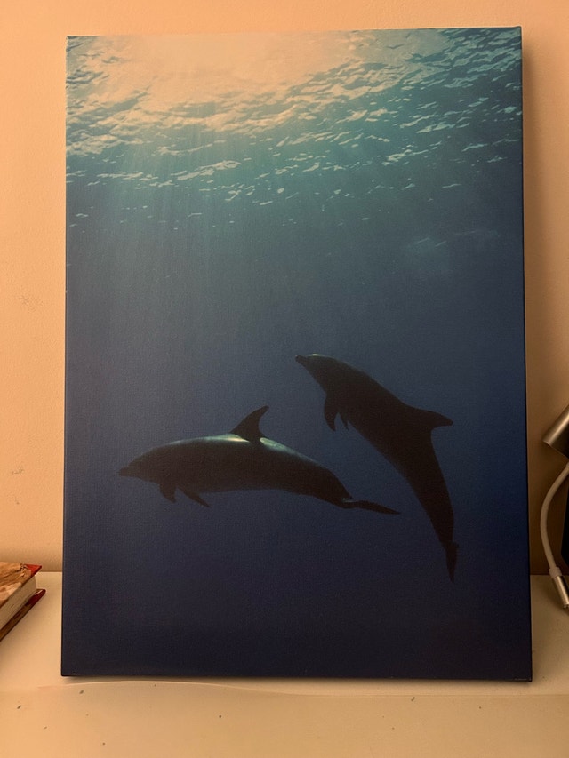 Dolphin IKEA Canvas Picture