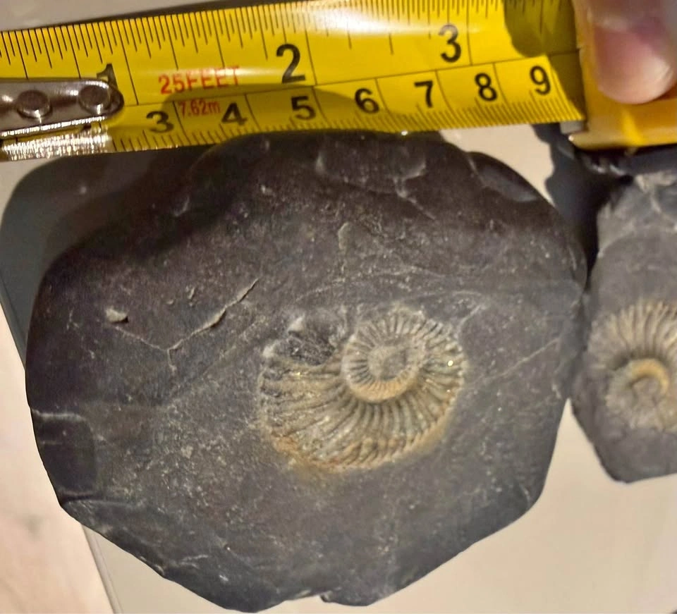 Nepalese Ammonite Fossil in Natural Stone Matrix