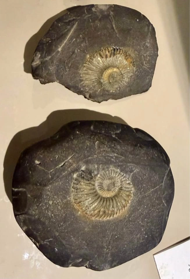 Nepalese Ammonite Fossil in Natural Stone Matrix - photo 2