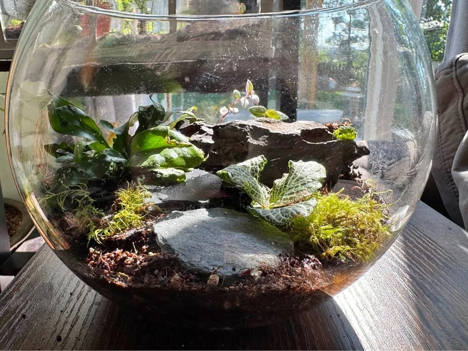 Terrarium