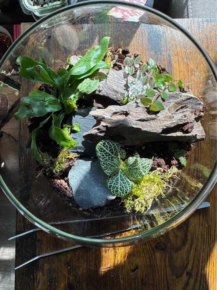 Terrarium - photo 2