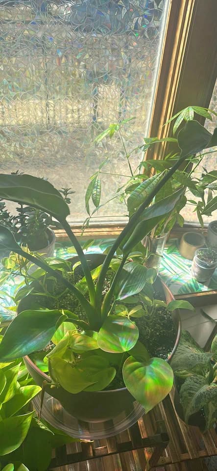 Bird of Paradise/ Philodendron plant mix