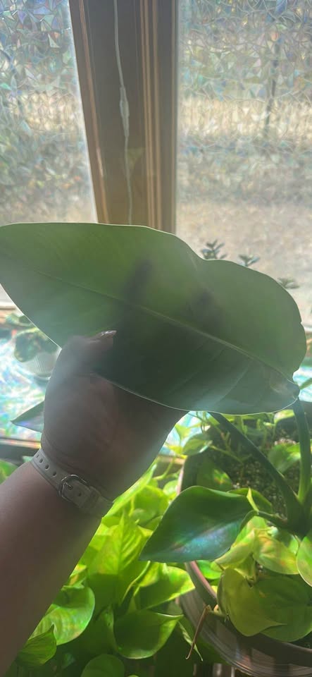 Bird of Paradise/ Philodendron plant mix - photo 2