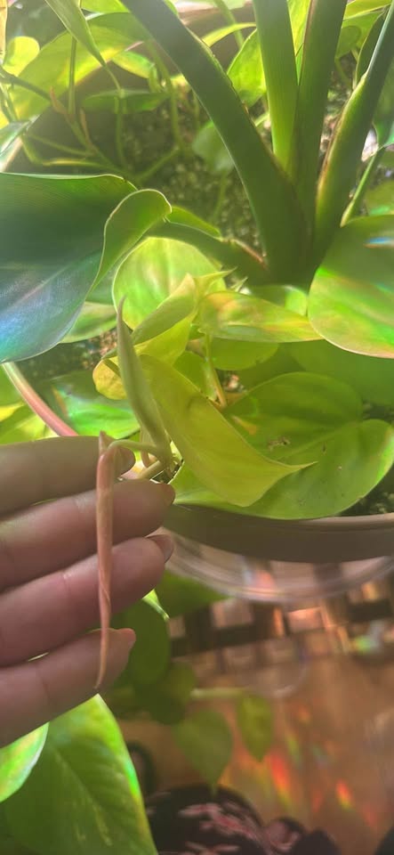 Bird of Paradise/ Philodendron plant mix - photo 3