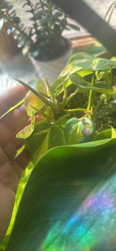 Bird of Paradise/ Philodendron plant mix - photo 4